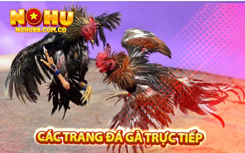 Các Trang Đá Gà Trực Tiếp