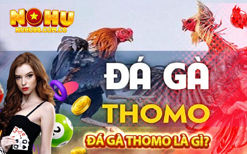 Đá Gà Thomo là gì?