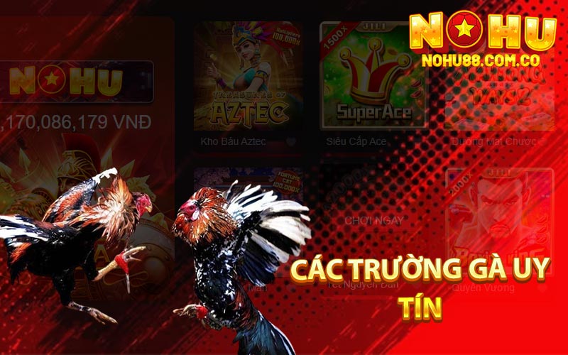 Các Trường Gà Uy Tín