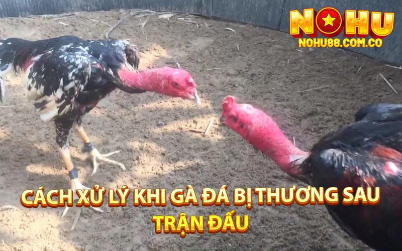 Cách Xử Lý Khi Gà Đá Bị Thương Sau Trận Đấu