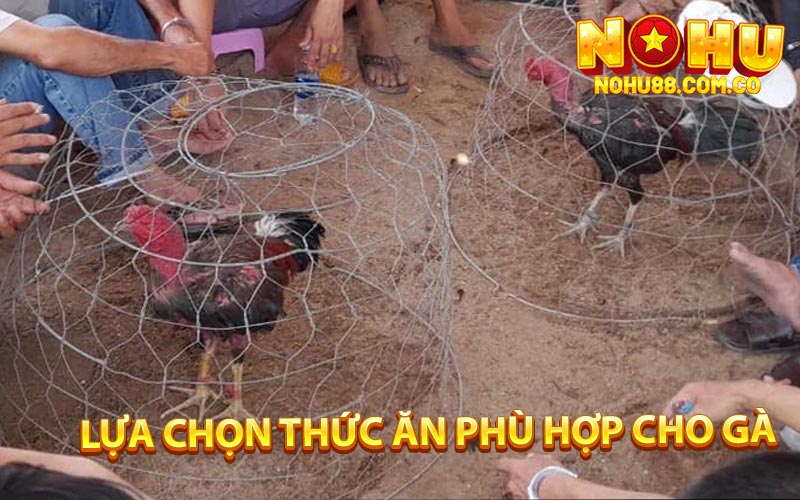 Lựa Chọn Thức Ăn Phù Hợp Cho Gà Đòn