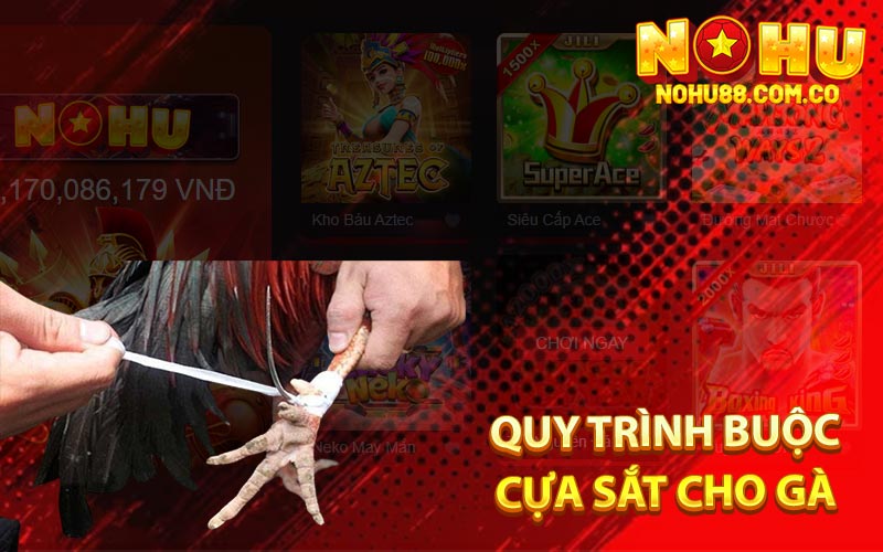 Quy Trình Buộc Cựa Sắt Cho Gà 